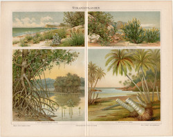 Vízparti növények, színes nyomat 1894, német nyelvű, eredeti, litográfia, növény, virág, fa, tenger