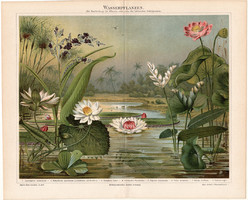 Vízinövények, színes nyomat 1894, német nyelvű, eredeti, litográfia, növény, virág, tavirózsa