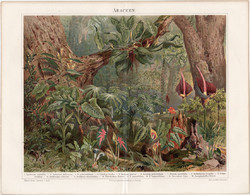 Kontyvirág, színes nyomat 1894, német nyelvű, eredeti, litográfia, növény, virág, trópus, erdő