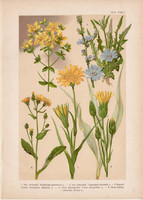 Magyar növények 49, litográfia 1903, színes nyomat, virág, orbáncfű, bakszakál, katáng, pozdor (3)