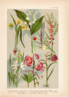 Magyar növények 21, litográfia 1903, színes nyomat, virág gyöngyvirág, liliom, hölye, nyúlárnyék (3)