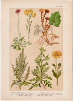 Magyar növények 53, litográfia 1903, színes nyomat, virág, gyopár, árnika, üröm, martilapu (3)
