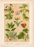 Magyar növények 14, litográfia 1903, színes nyomat, virág, lonc, ibolya, kecskerágó, szőlő (3)