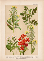 Magyar növények 43, litográfia 1903, színes nyomat, virág retek, kakuktorma, repcsény, borbálafű (3)