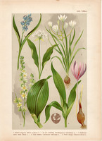 Magyar növények 22, litográfia 1903, színes nyomat, virág medve hagyma, kikirics, csilla, zászpa (3)