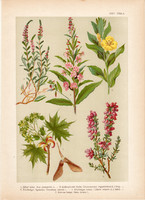 Magyar növények 24, litográfia 1903, színes nyomat, virág, ligetszépe, juhar, fűzike, csarap (3)