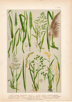 Magyar növények 5, litográfia 1903, színes nyomat, virág, borjúpázsit, ecsetpázsit, gyöngyfű, (3)