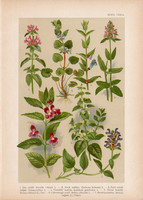 Magyar növények 39, litográfia 1903, színes nyomat, virág, repkény, mézfű, tisztesfű, csukóka (3)