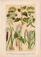 Magyar növények 57, litográfia 1903, színes nyomat, virág, farkas-alma, kontyvirág, gyékény (3)