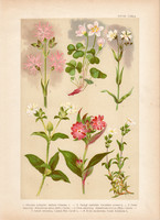 Magyar növények 28, litográfia 1903, színes nyomat, virág, mécsvirág, madársóska, csillaghúr (3)