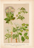 Magyar növények 17, litográfia 1903, színes nyomat, virág, turbolya, zápocza, petrezselyem bürök (3)