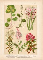 Magyar növények 26, litográfia 1903, színes nyomat, virág veselke, ezerjófű, havasszépe, körtike (3)