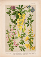 Magyar növények 46, litográfia 1903, színes nyomat, virág, somkóró, iglicz, lóhere, lucerna (3)
