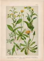 Magyar növények 50, litográfia 1903, színes nyomat, virág, pitypang, csorbóka, mérges saláta (3)
