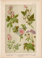Magyar növények 44, litográfia 1903, színes nyomat, virág, mályva, gerely, keltike, füstike (3)