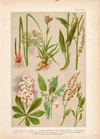Magyar növények 23, litográfia 1903, színes nyomat, virág, szittyó, lórom, hídőr, bokrétafa (3)