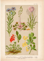 Magyar növények 19, litográfia 1903, színes nyomat, virág, len, harmatfű, borbolya, istánczfű (3)
