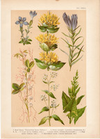 Magyar növények 16, litográfia 1903, színes nyomat, virág, libatop, tárnics, aranka, méregölő (3)