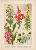 Magyar növények 41, litográfia 1903, színes nyomat, virág, gyujtovány, pintyő, gyűszűvirág (3)