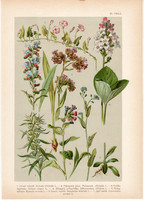 Magyar növények 9, litográfia 1903, színes nyomat, virág, atraczél, gyöngyköles, vidrafű, szulák (3)