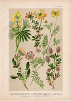 Magyar növények 47, litográfia 1903, színes nyomat, virág, csillagfürt, patkóczím, koronilla (3)