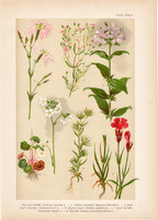 Magyar növények 27, litográfia 1903, színes nyomat, virág, szegfű, szikárka, szappanfű, kőrontó (3)