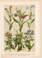 Magyar növények 8, litográfia 1903, színes nyomat, virág, borágó, beléndek, maszlag, nadálytő (3)