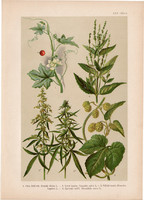 Magyar növények 62, litográfia 1903, színes nyomat, virág kender, komló, szélfű, piros földitök, (3)