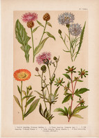 Magyar növények 55, litográfia 1903, színes nyomat, virág farkasfog, buzavirág, kerti körömvirág (3)
