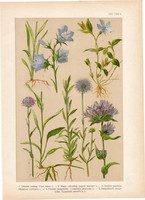 Magyar növények 13, litográfia 1903, színes nyomat, virág, meténg, raponca, csomós csengetyűke (3)