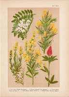 Magyar növények 45, litográfia 1903, színes nyomat, virág, ákácz, reketty, lóhere, sül - zanót (3)