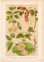 Magyar növények 15, litográfia 1903, színes nyomat, virág, ribiszke, borostyán, szil, kutyabenge (3)