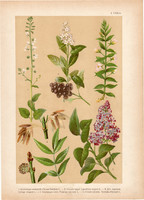 Magyar növények 1, litográfia 1903, színes nyomat, virág, orgona, csikorka, varázslófű, fagyal (3)