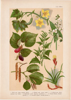 Magyar növények 59, litográfia 1903, színes nyomat, virág, eper, éger, laboda, nyílfű, uborka (3)