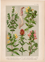 Magyar növények 40, litográfia 1903, színes nyomat, virág, vicsorgó, kakastaréj, csormolya (3)