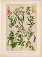 Magyar növények 48, litográfia 1903, színes nyomat, virág, baltacím, lednek, bükköny, borsó (3)