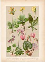 Magyar növények 10, litográfia 1903, színes nyomat, virág, kankalin, harangrojt, kunrépa (3)