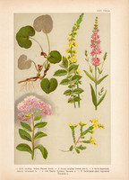 Magyar növények 29, litográfia 1903, színes nyomat, virág, varjúháj, füzény, kapotnyak, párló (3)