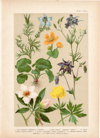 Magyar növények 35, litográfia 1903, színes nyomat, virág, szarkaláb, gólyahír, kandilla, hunyor (3)