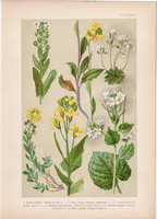 Magyar növények 42, litográfia 1903, színes nyomat, virág, zsombor, daravirág, káposzta, mustár (3)