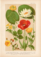Magyar növények 34, litográfia 1903, színes nyomat, virág, fecskefű, pipacs, tündérrózsa (3)