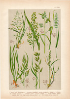 Magyar növények 4, litográfia 1903, színes nyomat, virág, perje, fésű-fű, rozsnok, harmatkása (3)