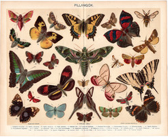 Pillangók, színes nyomat 1898, pillangó, lepke, eredeti, régi, Junonia Clelia, Papilio Sarpedon