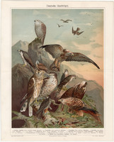 Ragadozómadarak, 1906, színes nyomat, német nyelvű, eredeti, madár, sólyom, karvaly, ragadozó, sas