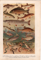 Halak (23), litográfia 1904, színes nyomat, magyar, természetrajz, állat, hal, angolna, ponty, márna