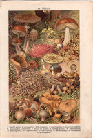Gombák (19), litográfia 1904, színes nyomat, magyar, természetrajz, növény, galóca, pöfeteg, gomba