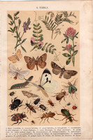 Bogarak, növények (6), litográfia 1904, színes nyomat, magyar, természetrajz, bogár, lucerna, állat