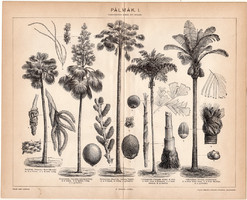 Pálmák I., 1894, egyszín nyomat, eredeti, magyar nyelvű, növény, pálma, cukorpálma, ernyőpálma