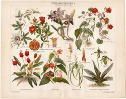 Teremnövények I. (2), színes nyomat 1898, növény, virág, selyemmályva, sarkantyúka, szobanövény