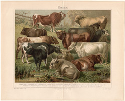 Szarvasmarhák (2), litográfia 1896, német, eredeti, színes nyomat, háziállat, szarvasmarha, bivaly